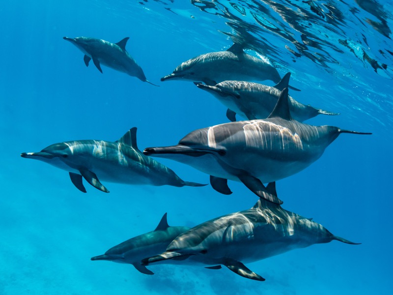 Satayah Reef (Dolphin Reef)